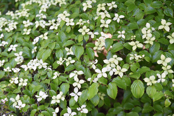 Cornus kousa chinensis au printemps