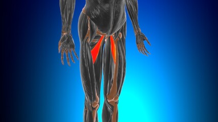 Adductor brevis Muscle Anatomy For Medical Concept 3D