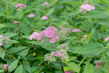 Blooming pink flowers on the meadow in the park