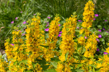 Blooming Lysimachia flowers on the meadow, black and white photo.