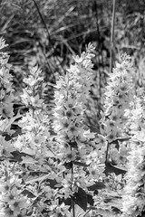 Blooming Lysimachia flowers on the meadow, black and white photo.