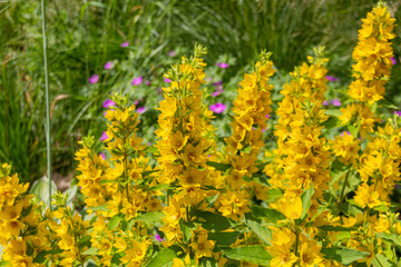 Blooming Lysimachia flowers on the meadow, black and white photo.