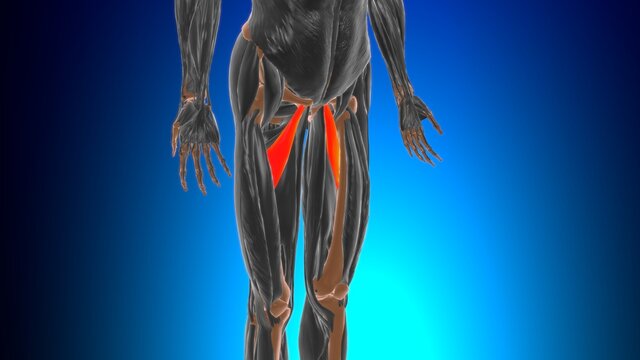Adductor brevis Muscle Anatomy For Medical Concept 3D