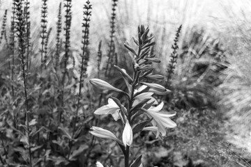 Blooming flowers on the meadow in the park, black and white photo