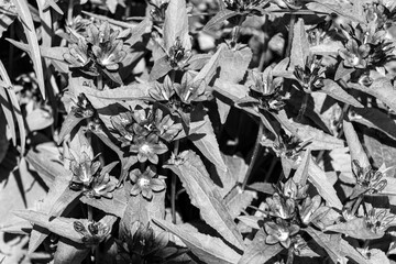Blooming flowers on the meadow in the park, black and white photo