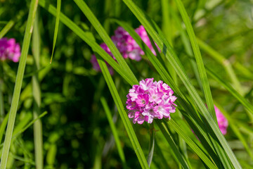 Blooming pink flowers on the meadow in the park