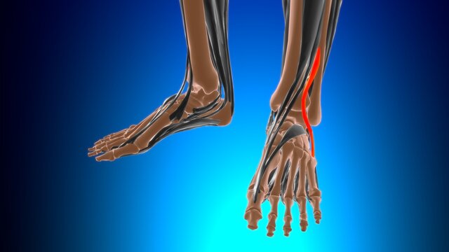 Fibularis tertius Muscle Anatomy For Medical Concept 3D