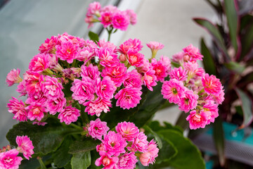 Blooming pink kalanchoe flowers on a light background