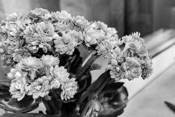 Black and white photo of a blooming kalanchoe flowers on a light background