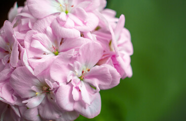 Beautiful Pink Purple Geranium Flower