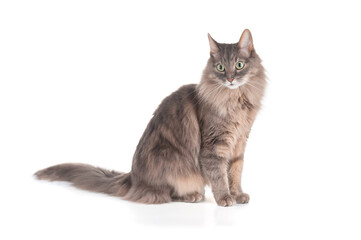 Sitting fluffy gray cat isolated on white background