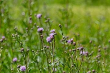 Blooming Plumeless thistles (Carduus) on a meadow