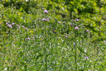 Obraz premium Blooming Plumeless thistles (Carduus) on a meadow