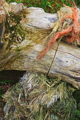 Ansedonia, località marittima del Lazio, centro Italia