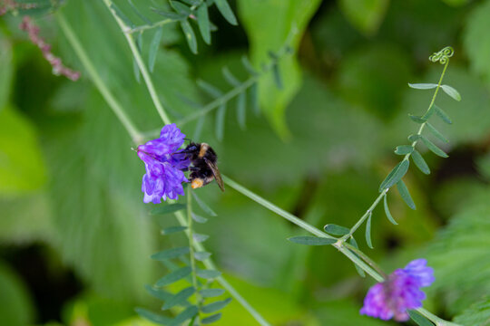 Bumblebee gathering pollen from Anacamptis morio flowers