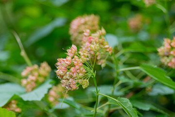 Inflorescences of red elderberry (Sambucus racemose) on a branch