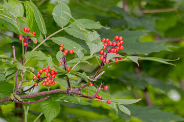 Fruits of red elderberry (Sambucus racemose) on a branch