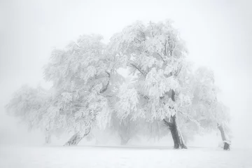 Fototapete Winter im Schwarzwald © sophie1404
