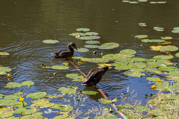 Two ducks swimming in pond near waterlilies