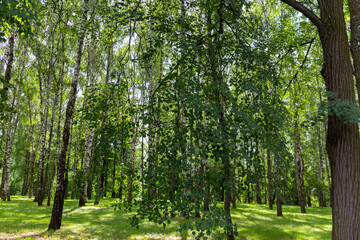 Birch tree forest during summer