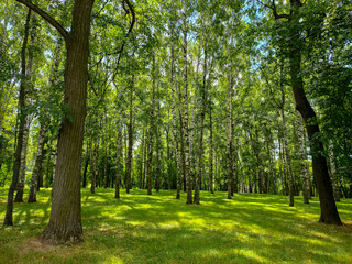 Fototapeta na wymiar Birch tree forest during summer