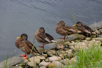 Group of grey ducks (Pacific black duck) sitting in a row near water