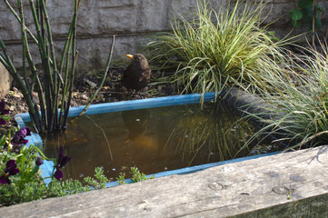 Female Blackbird with reflection in a tiny garden pond
- 436709744