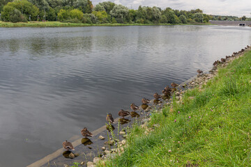 Group of grey ducks (Pacific black duck) sitting in a row near water