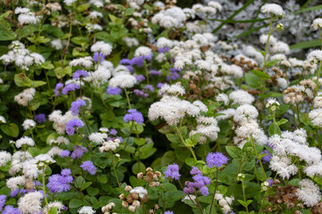 Blooming white and purple Mexican paintbrush (Ageratum houstonianum) flowers