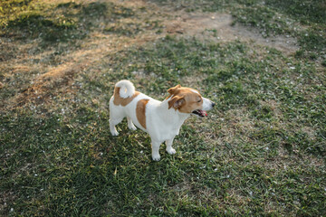 Portrait of a happy and crazy Jack Russell Terrier dog. Smooth coat of red and white color. Caucasian girl with brown hair in jeans and a T-shirt at sunset. Apple blossom. 