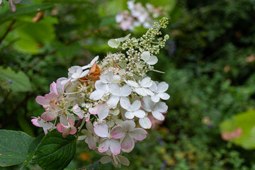 Blooming oakleaf hydrangea (Hydrangea quercifolia) flowers