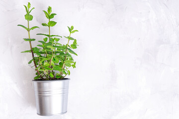 Mint plant in a steel pot isolated on a concrete background