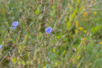 Common chicory (Cichorium intybus) flowers blooming on a meadow