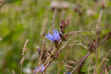Common chicory (Cichorium intybus) flowers blooming on a meadow