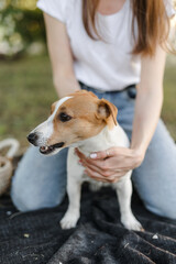 Portrait of a happy and crazy Jack Russell Terrier dog. Smooth coat of red and white color. Caucasian girl with brown hair in jeans and a T-shirt at sunset. Apple blossom. 