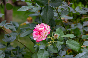 Blooming Chinese rose (Rosa chinensis) in a garden