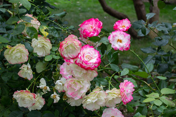 Obraz na płótnie Canvas Blooming Chinese rose (Rosa chinensis) in a garden