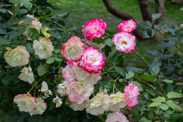 Blooming Chinese rose (Rosa chinensis) in a garden