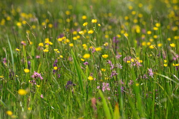 Le Noir Pres, Jersey, U.K. Park reserve wildflower meadow.