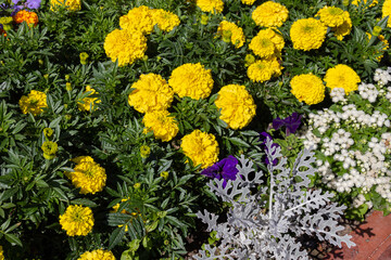 Blooming yellow Mexican marigold (Tagetes erecta) flowers