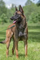 Portrait of a beautiful thoroughbred Belgian Shepherd Malinois in a summer park.