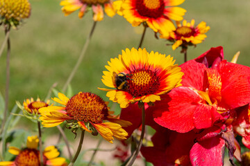 Bumblebee collecting on yellow common blanketflower (Gaillardia aristata) flowers