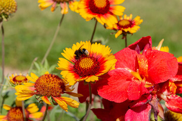 Bumblebee collecting on yellow common blanketflower (Gaillardia aristata) flowers