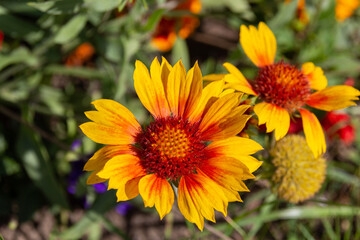Blooming yellow common blanketflower (Gaillardia aristata) flowers