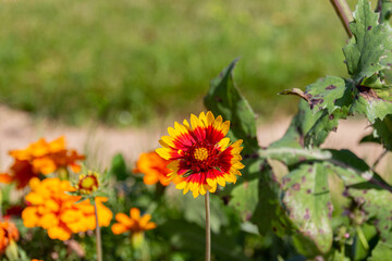Blooming yellow common blanketflower (Gaillardia aristata) flower