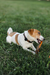 Portrait of a happy and crazy Jack Russell Terrier dog. Smooth coat of red color. Cute and beautiful dog nibbles on a stick and has fun outdoors.
