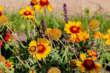 Blooming yellow common blanketflower (Gaillardia aristata) flowers