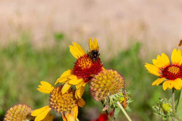 Bumblebee collecting pollen on yellow common blanketflower (Gaillardia aristata) flowers