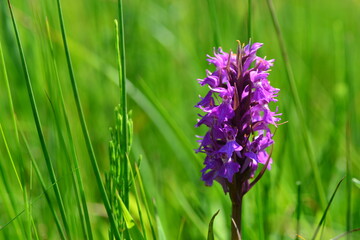 Southern marsh Orchid, Jersey, U.K. Macro image of marsh Spring wildflower.