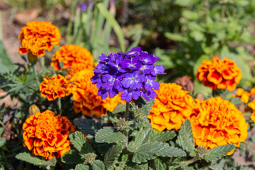 Blooming Mexican marigold (Tagetes erecta) and Verbena flowers
